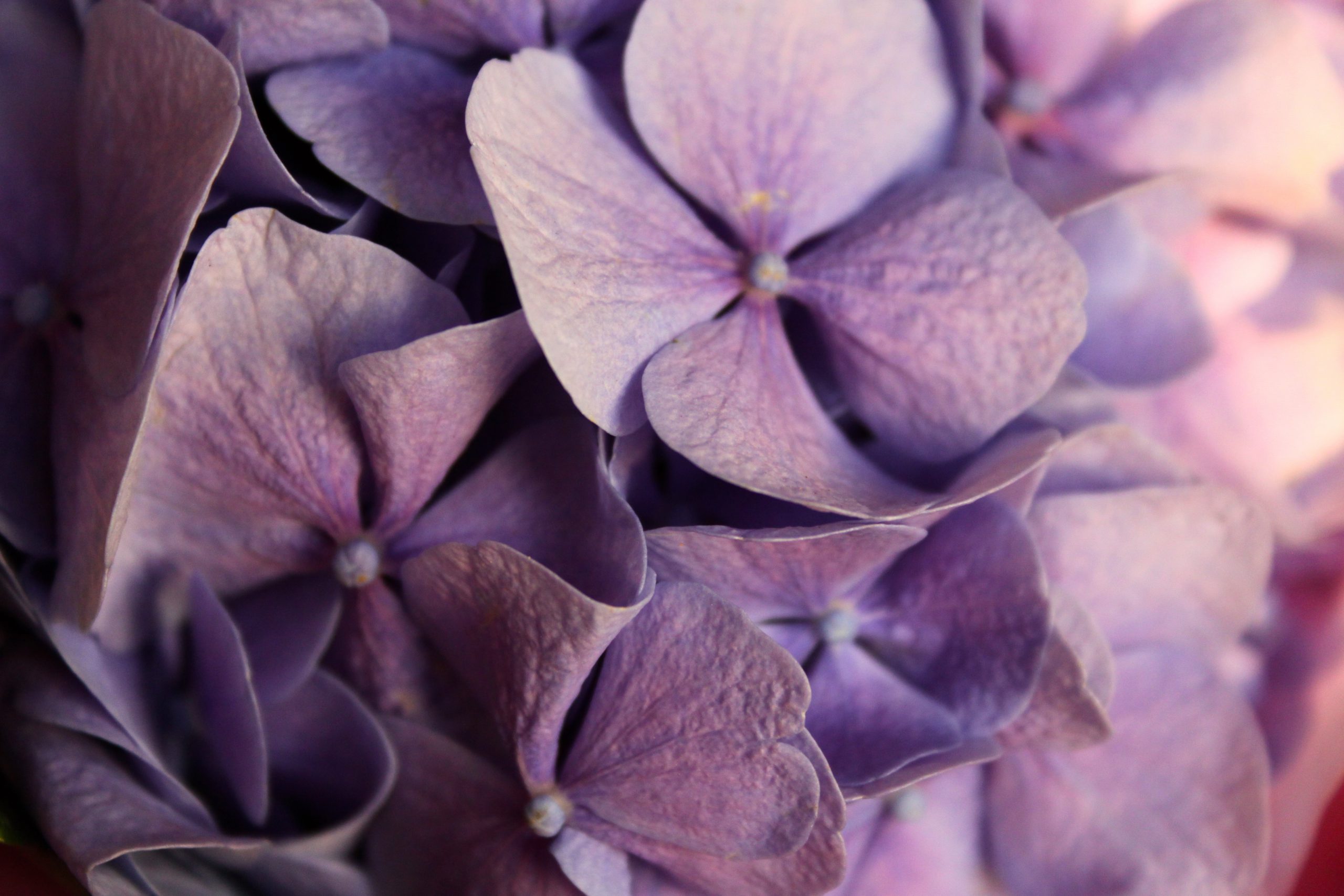 Violett-Blume